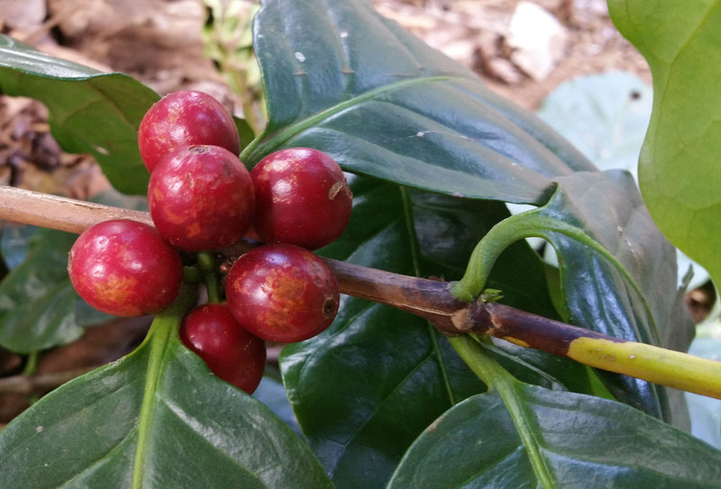 Kenya Kirinyaga Baragwi Peaberry - 29121-5 - Ecotact Bags - SPOT COMIDWEST