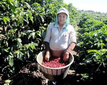 Costa Rica La Rosa SHB EP - 29333 - Ecotact Bags - SPOT RCWHSE