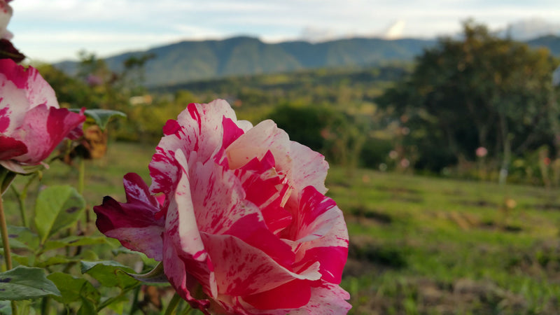 Costa Rica La Rosa SHB EP - *51730* - 24796-1 - Ecotact Bags - SPOT COSEATAC