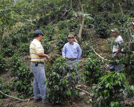 Guatemala Huehuetenango Finca La Severa SHB EP - *52725* - 27523 - Ecotact Bags - SPOT RCWHSE