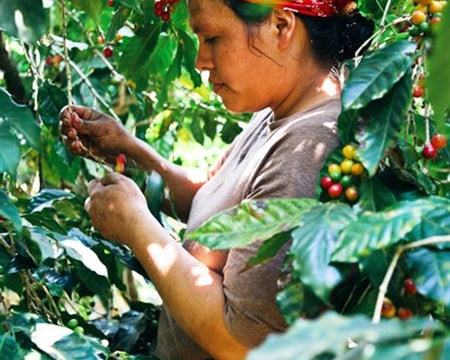 El Salvador Las Isabellas Natural Bourbon - *44735C* - 25433 - GrainPro Bags - SPOT SHANGHAI