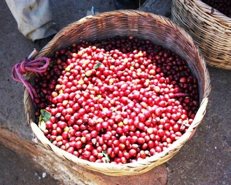 El Salvador Las Isabellas Natural Bourbon - *44735C* - 25433 - GrainPro Bags - SPOT SHANGHAI