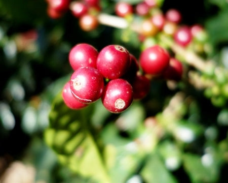 COLOMBIA FT-FLO ORGANIC CAUCA AMUCC WOMEN'S COOPERATIVE - 31349 - 69.8 kg Bags - SPOT RCWHSE