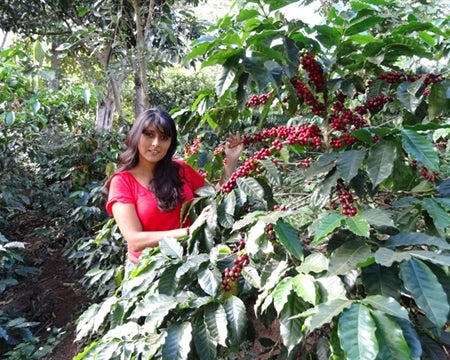 El Salvador Las Ninfas Natural Pacamara - *48584W* - 25424 - GrainPro Bags - SPOT COSEATAC
