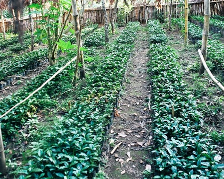 El Salvador Las Ninfas Natural Pacamara - *48584W1* - 27931 - GrainPro Bags - SPOT COSEATAC