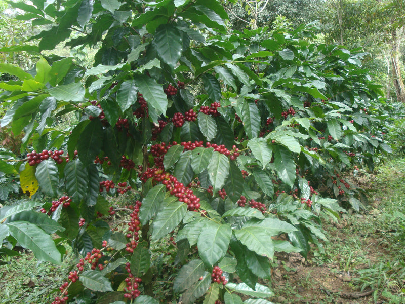 GUATEMALA FT-FLO ORGANIC HUEHUETENANGO ASOBAGRI LOS JOVENES SHB EP - 28147-3 - Pro Bags - SPOT COSEATAC