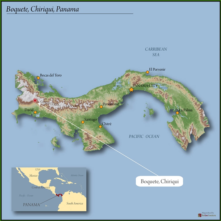 Panama Finca Lerida Washed Gesha - *50807* - 24752 - 22.7 kg Box/Vacuum Pack - SPOT RCWHSE