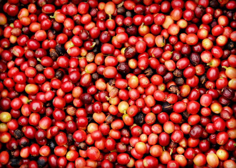 Kenya Kiambu Ndumberi AA  - 48KF0015 - 38769 - GrainPro Bags - SPOT RCWHSE