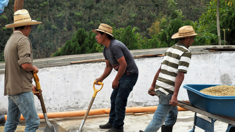 Guatemala Huehuetenango Finca El Limonar SHB EP - *48001W1* - 27527 - GrainPro Bags - SPOT COSEATAC