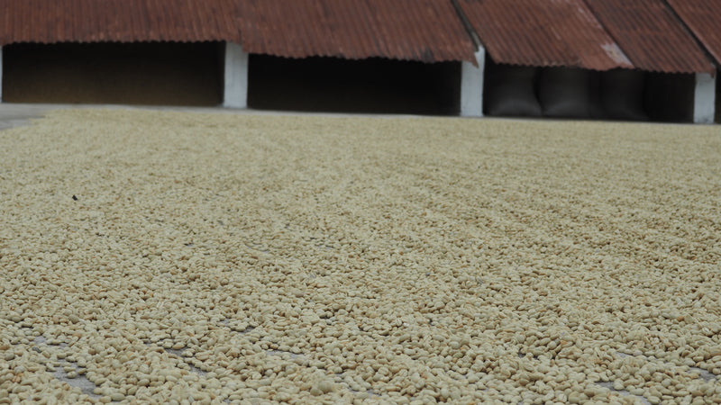 Guatemala Huehuetenango Finca El Limonar SHB EP - *48001W1* - 27527 - GrainPro Bags - SPOT COSEATAC