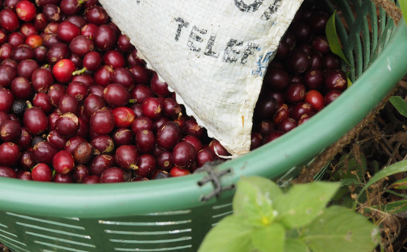 Guatemala Huehuetenango Finca El Limonar SHB EP - *48001W* - 25916 - GrainPro Bags - SPOT COSEATAC