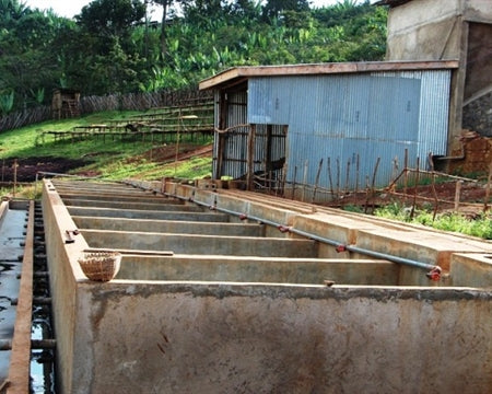 ETHIOPIA LIMU 2 WASHED ORGANIC  - 33576 - GrainPro Bags - SPOT RCWHSE