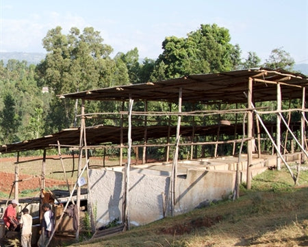 ETHIOPIA LIMU 2 WASHED ORGANIC  - 33577-3 - GrainPro Bags - SPOT DUPUYHOU