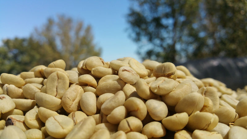Decaf Peru Vida Alta Royal Select Water Process - *51564* - 27693-3 - SPOT DUPUYHOU