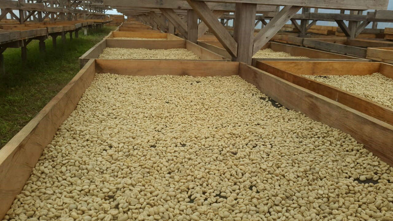 Guatemala Quiche Finca Los Caballitos SHB EP - 31816 - GrainPro Bags - SPOT RCWHSE