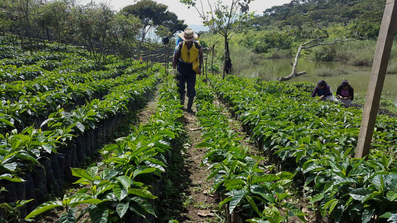 Guatemala Quiche Finca Los Caballitos SHB EP - 33046-1 - GrainPro Bags - SPOT SEAFORTH