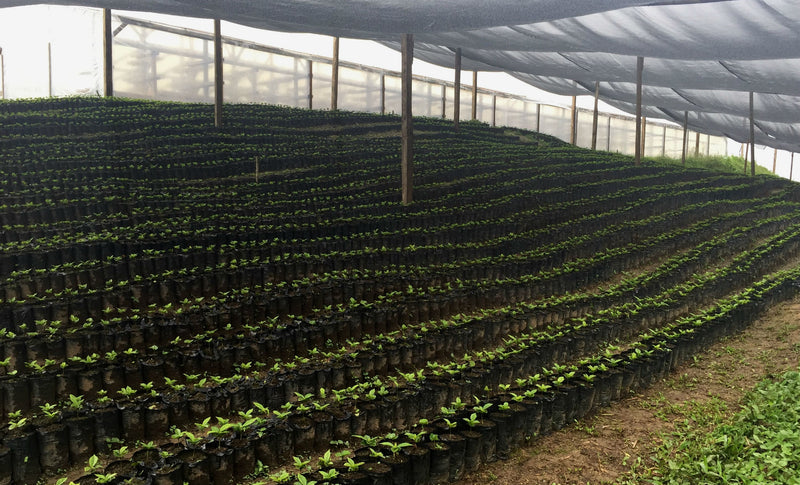 Guatemala Quiche Finca Los Caballitos SHB EP - 33048 - GrainPro Bags - SPOT RCWHSE
