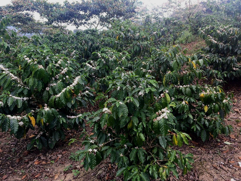 Guatemala Quiche Finca Los Caballitos SHB EP - 31816 - GrainPro Bags - SPOT RCWHSE