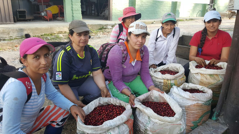 Colombia Mesa De Los Santos Bourbon - 33774 - GrainPro Bags - SPOT RCWHSE