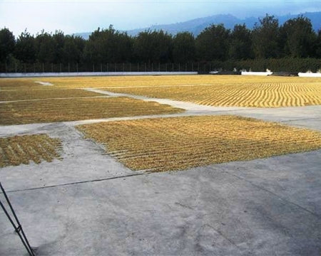 Guatemala Antigua Los Volcanes SHB EP - *48798* - 25911 - GrainPro Bags - SPOT RCWHSE