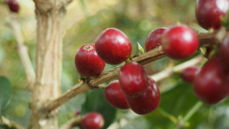 TIMOR FT-FLO ORGANIC - *50431* - 23859 - SPOT RCWHSE