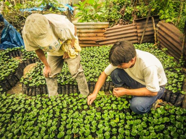 PERU FT-FLO ORGANIC NORTE PUEBLO LIBRE SHB EP - *50725* - 24429 - SPOT RCWHSE