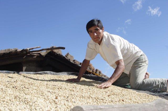 PERU FT-FLO ORGANIC NORTE PUEBLO LIBRE SHB EP - *50725* - 24429 - SPOT RCWHSE