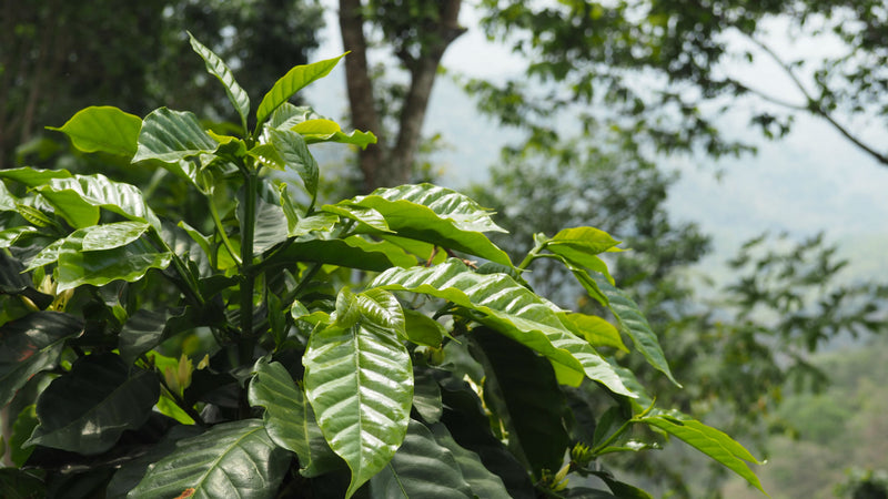 MEXICO FT-FLO ORGANIC CHIAPAS TZELTAL TZOTZIL ALTURA EP - 36852-2 - GrainPro Bags - SPOT COMIDWEST
