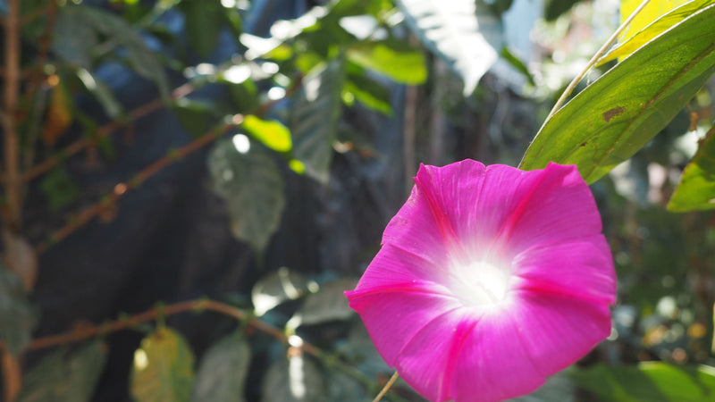 NICARAGUA FT-FLO ORGANIC SMITHSONIAN BIRD FRIENDLY SAN JUAN RIO COCO - *52357* - 26821-2 - Ecotact Bags - SPOT COSEATAC