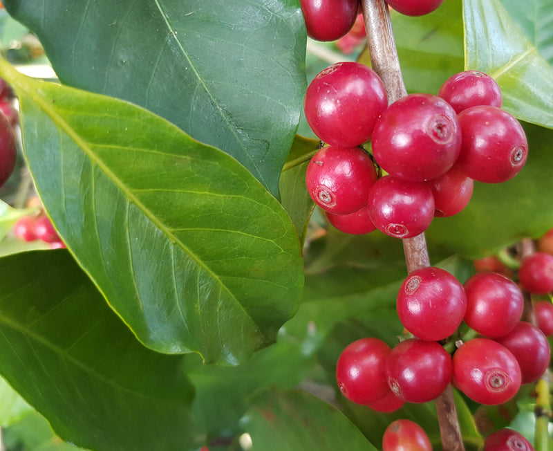 Ethiopia Guji 3 Natural Kercha - Lot 4 *51348* - 25809 - GrainPro Bags - SPOT RCWHSE