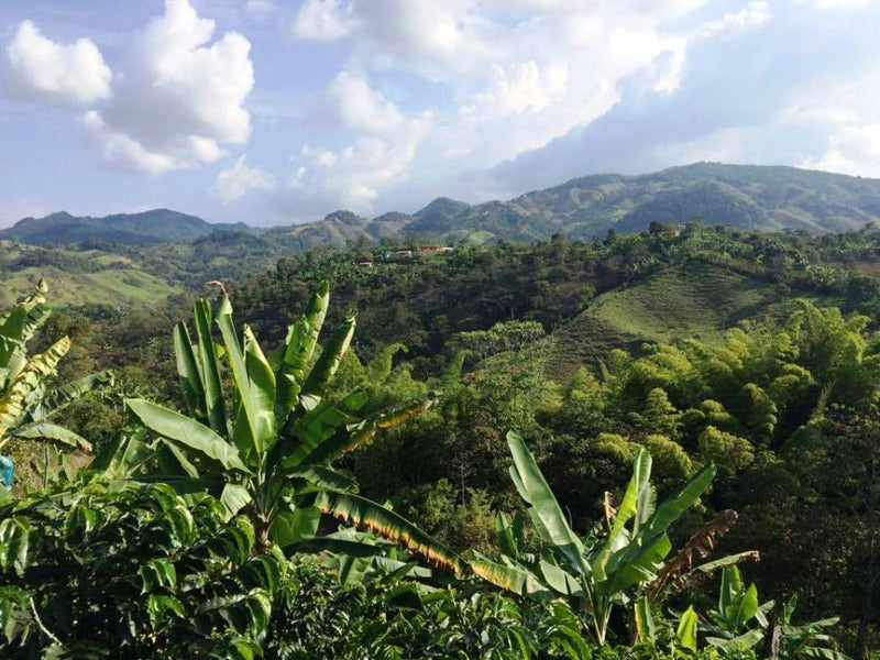 Colombia Medellin Supremo 17/18 - 33858-2 - 70.0 kg Ecotact Bags - SPOT COMIDWEST