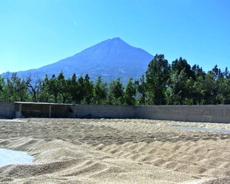 Guatemala RFA Antigua Finca Medina SHB EP - *50092W* - 25028 - GrainPro Bags - SPOT COSEATAC