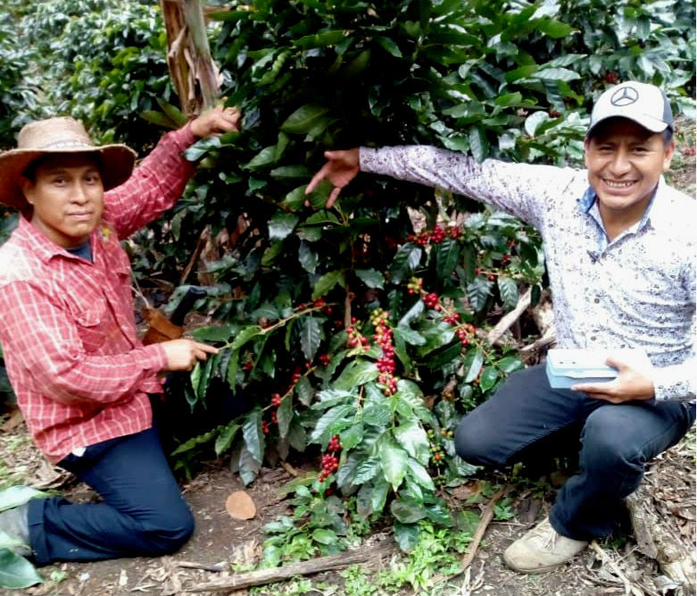 DECAF MEXICO ORGANIC ROYAL SELECT SWISS WATER PROCESS - 33892 - SPOT RCWHSE