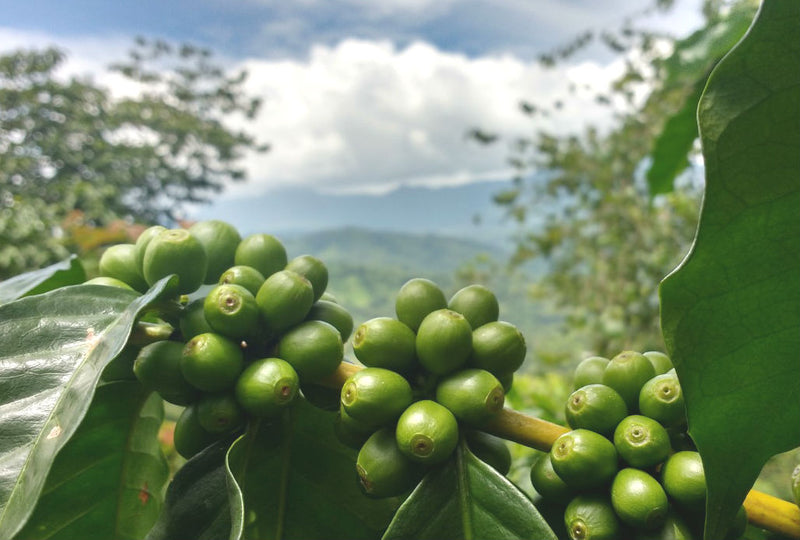 MEXICO ORGANIC CHIAPAS EK BALAM ALTURA HG EP - *49077* - 24027 - SPOT RCWHSE