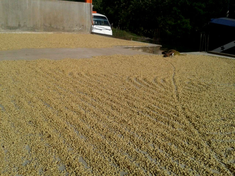 MEXICO ORGANIC CHIAPAS EK BALAM ALTURA HG EP - *48445W* - 24022 - SPOT COSEATAC