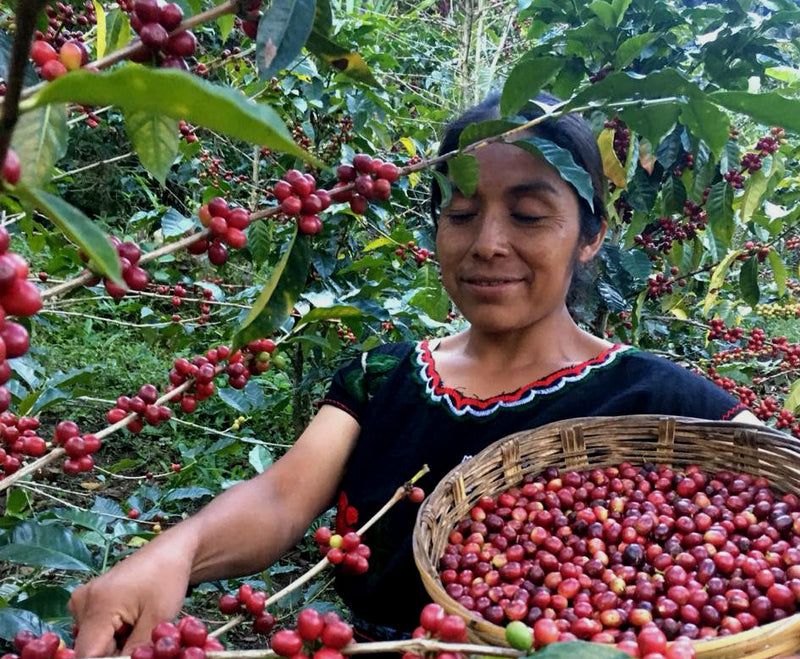 Mexico Chiapas Mayan Harvest Women's Group - 30708 - GrainPro Bags - SPOT RCWHSE