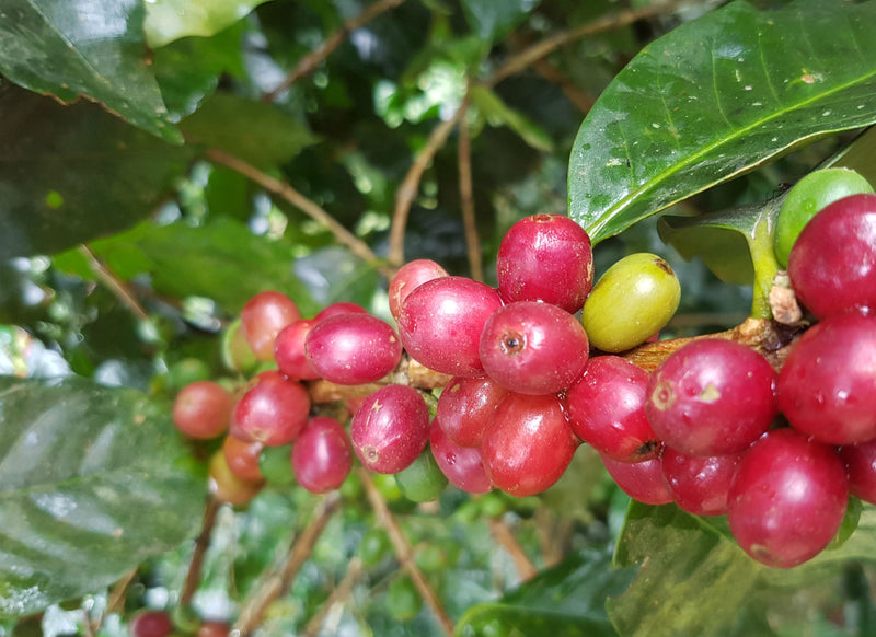 Decaf Mexico Altura EP Royal Select Water Process - *50670* - 26688 - SPOT RCWHSE