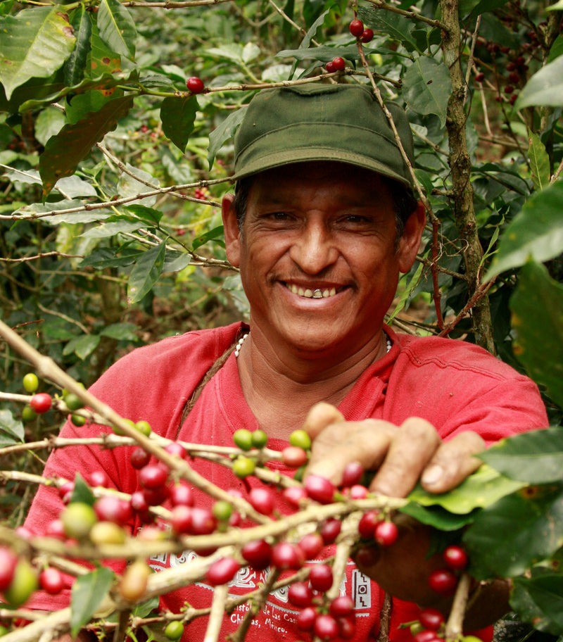 DECAF NICARAGUA FT-FLO ORGANIC ROYAL SELECT SWISS WATER PROCESS - 32635 - SPOT RCWHSE