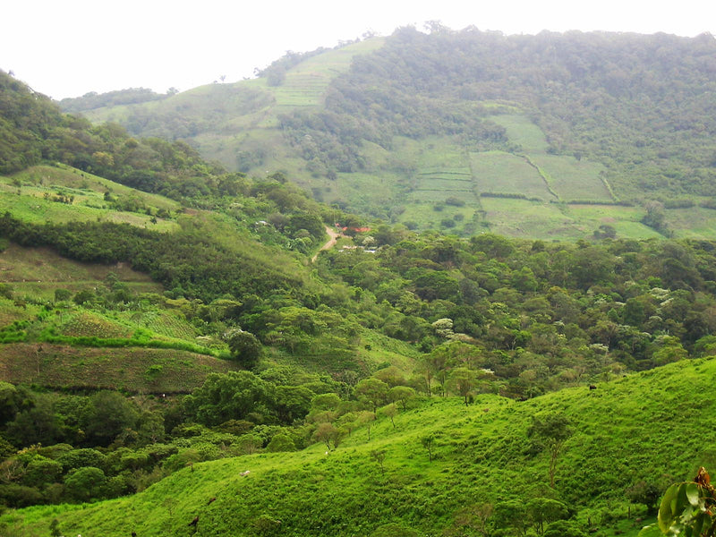 NICARAGUA FT-FLO ORGANIC MIRAFLOR SHG EP - *52315* - 26873-2 - Ecotact Bags - SPOT COSEATAC