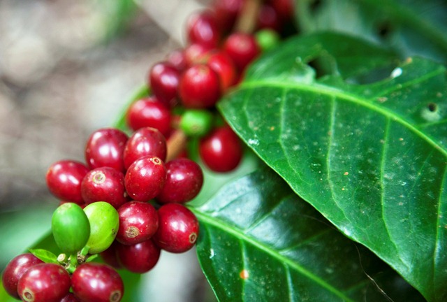 NICARAGUA ORGANIC GRUPO EDEN FINCA LOS MONOS - *50276* - 23655 - Ecotact Bags - SPOT RCWHSE