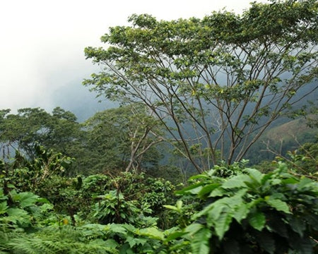 Costa Rica El Cedro SHB EP - *51832* - 26852-1 - SPOT RCWHSE