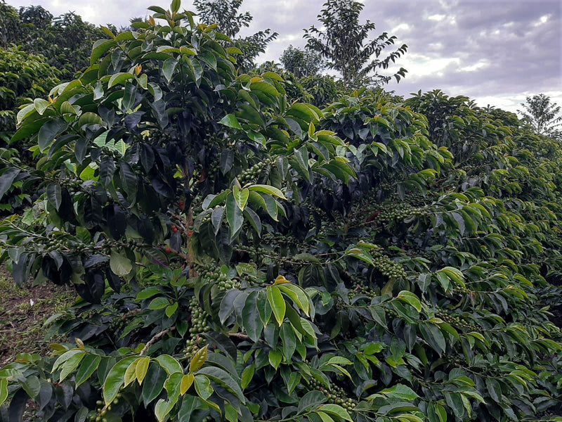PAPUA NEW GUINEA ORGANIC MOROBE A/X - *51443* - 24856 - Ecotact Bags - SPOT RCWHSE