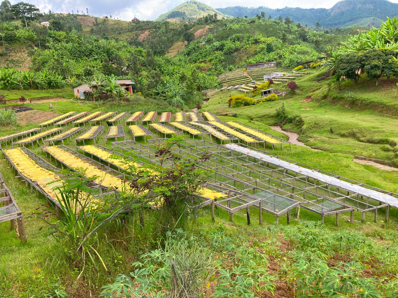 Rwanda Nyamasheke Kivubelt Murundo Peoples' Farms - *51620* - 25692 - GrainPro Bags - SPOT RCWHSE