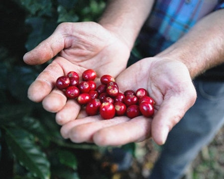 Colombia Narino Supremo 17/18 - *44933* - 24309 - 69.9 kg Bags - SPOT RCWHSE