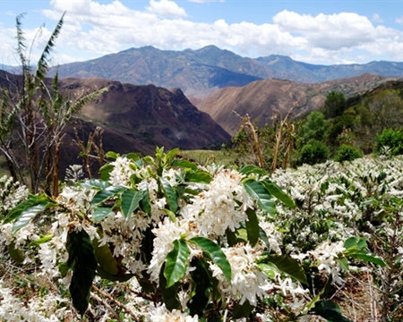 Colombia Narino Supremo 17/18 - *44933* - 24309 - 69.9 kg Bags - SPOT RCWHSE