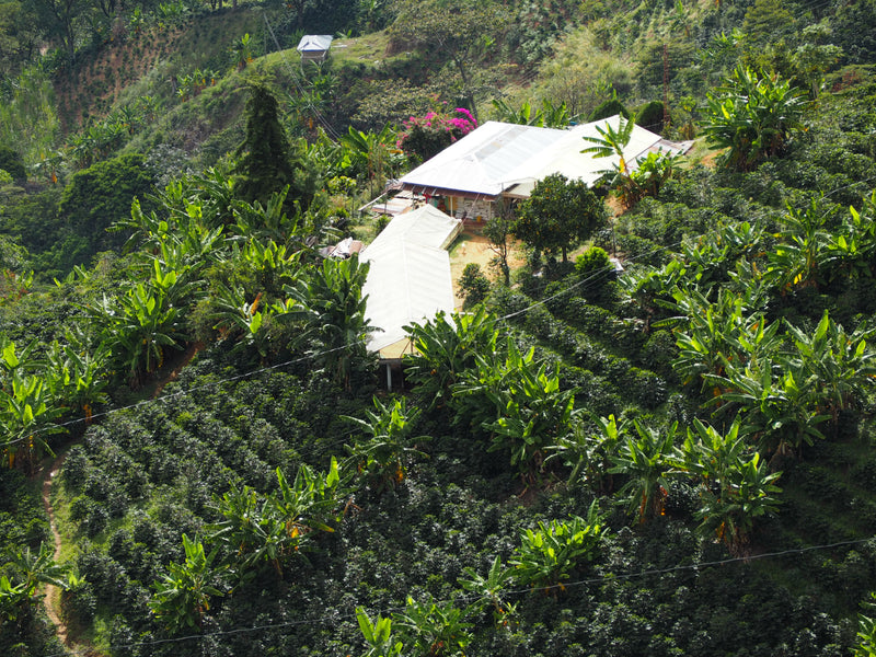 Colombia Narino Supremo 17/18 - *44933* - 24309 - 69.9 kg Bags - SPOT RCWHSE