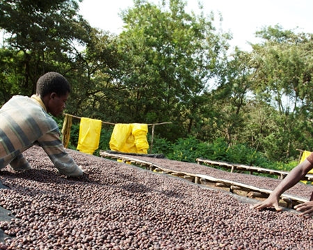 ETHIOPIA YIRGACHEFFE 3 NATURAL FT-FLO/USA ORGANIC ARAMO - 35512-2 - GrainPro Bags - SPOT COMIDWEST
