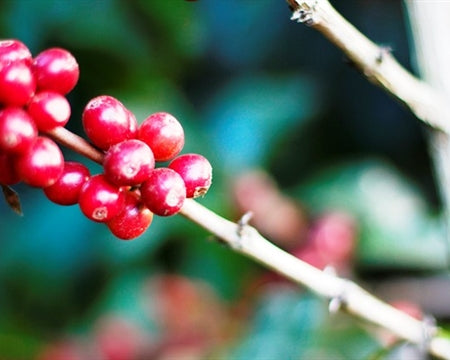 ETHIOPIA YIRGACHEFFE 3 NATURAL FT-FLO/USA ORGANIC ARAMO - 35512 - GrainPro Bags - SPOT RCWHSE
