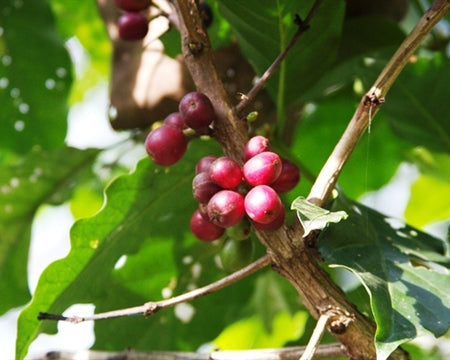 Ethiopia Yirgacheffe 1 Natural Worka Chelbesa - 28024-4 - GrainPro Bags - SPOT COSEATAC