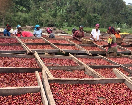 Ethiopia Yirgacheffe 1 Natural Worka Chelbesa - 28024-4 - GrainPro Bags - SPOT COSEATAC